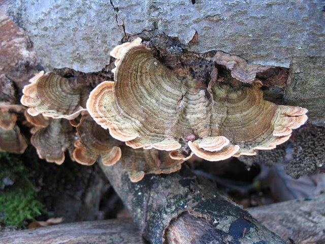 2007 11 Etangs de Hollande 43